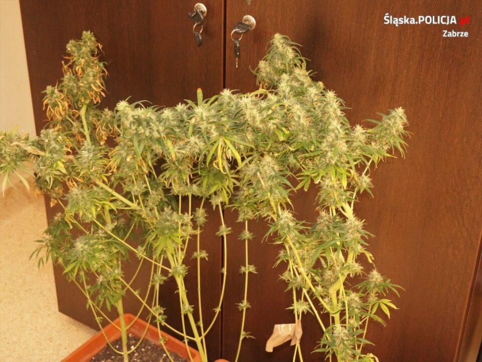 Kilka krzewów marihuany i 117 gramów suszu przejęli policjanci z Zabrza. To efekt ujawnienia domowej plantacji marihuany, w jednym z mieszkań w okolicy centrum Zabrza.