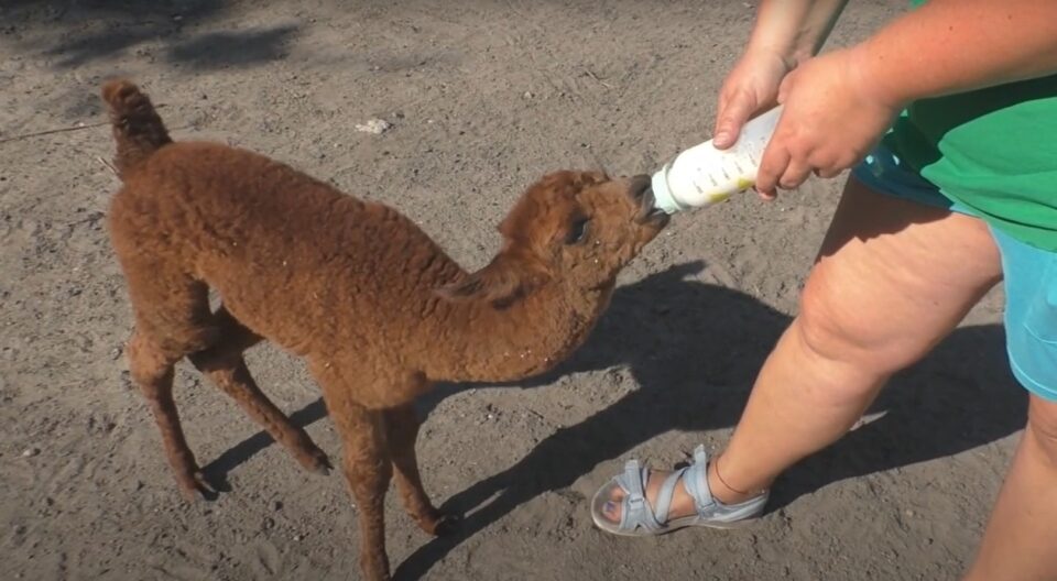 To najnowsza atrakcja, która przyciąga nie tylko mieszkańców Zabrza do AnimalWorld w Makoszowach. Każdy chętny, zarówno młody, jak i starszy może nakarmić butelką ze smoczkiem jedną z kózek, lub alpakę, które przyszły niedawno na świat.