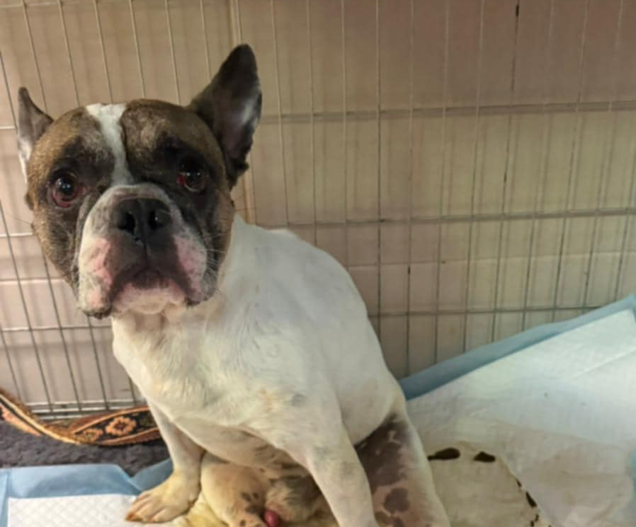 Z urazem kręgosłupa, przekrwionymi oczami do jednej z zabrzańskich przychodni weterynaryjnych trafił buldog francuski. Jego opiekun chciał go uśpić,  twierdząc, że pies go ugryzł. Według weterynarza, zwierzę mogło być katowane, ale udowodnienie tego byłoby niemal niemożliwe.