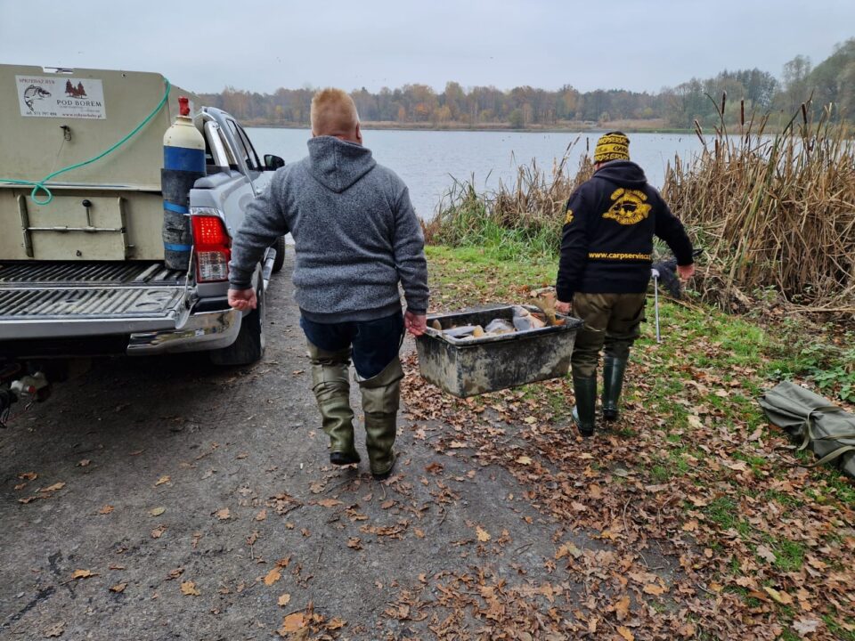 Koło Polskiego Związku Wędkarskiego nr 65 Zabrze Makoszowy już w piątek, (5 września) przeprowadzi zarybienie swoich stawów karpiem. Akcja obejmie wszystkie zbiorniki należące do koła, z wyjątkiem łowiska „Madejski”. Oprócz tego wędkarze zaplanowali też zawody. Oznacza to, że przez najbliższych kilka dni ni będzie można wędkować.