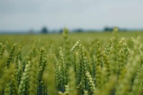 Jednym z kluczowych czynników wpływających na efekt ekonomiczny uprawy jest dopasowanie odmiany pszenicy ozimej i innych zbóż do stanowiska. Parametr ten w cechach odmian został określony wymaganiami glebowym. Na gleby lekkie o nieuregulowanym odczynie oraz niskiej zdolności zatrzymywania wody rekomendowane są odmiany o mniejszych wymaganiach glebowych. W materiale zostały krótko zaprezentowane dwie odmiany, które idealnie sprawdzają się na gorszych glebach.