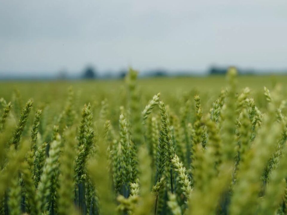 Jednym z kluczowych czynników wpływających na efekt ekonomiczny uprawy jest dopasowanie odmiany pszenicy ozimej i innych zbóż do stanowiska. Parametr ten w cechach odmian został określony wymaganiami glebowym. Na gleby lekkie o nieuregulowanym odczynie oraz niskiej zdolności zatrzymywania wody rekomendowane są odmiany o mniejszych wymaganiach glebowych. W materiale zostały krótko zaprezentowane dwie odmiany, które idealnie sprawdzają się na gorszych glebach.