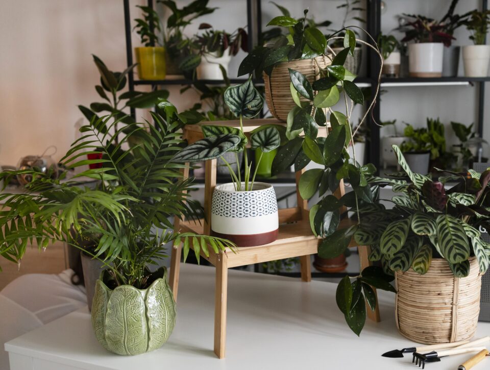 W Dzielnicowym Ośrodku Kultury w Grzybowicach rusza pierwsze w mieście Schronisko dla Bezdomnych Roślin – wyjątkowe miejsce, w którym każda roślina może znaleźć nowy dom i troskliwego opiekuna.