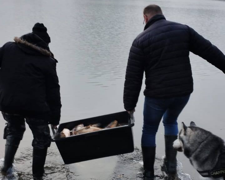 W sobotni poranek (8 listopada) członkowie Koła Polskiego Związku Wędkarskiego nr 64 w Zabrzu przeprowadzili kolejne zarybienie swoich łowisk. Do zbiorników nr 732 i 733, położonych w dzielnicy Mikulczyce, trafiło w sumie 150 kilogramów dorodnych karpi.