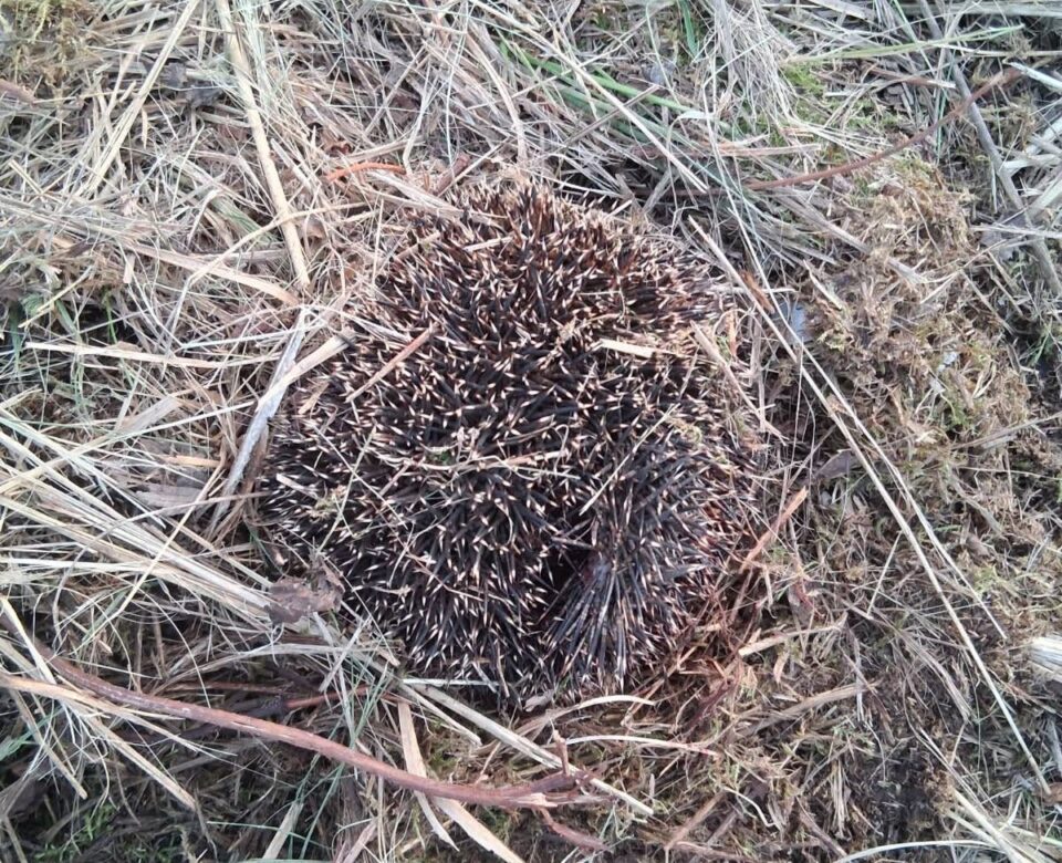 Mieszkańcy Zabrza po raz kolejny udowodnili, że los dzikich zwierząt nie jest im obojętny. W połowie listopada, na terenie po byłym „Linodrucie”, pomiędzy ulicami Sobieskiego i Żeromskiego, zauważyli coś, co wzbudziło ich ogromny niepokój. Ciężki sprzęt wjechał na obszar, gdzie znajdowały się zimowiska jeży — a nagranie z tego zdarzenia, określane przez świadków jako „drastyczne wideo”, szybko zaczęło krążyć w lokalnej społeczności.