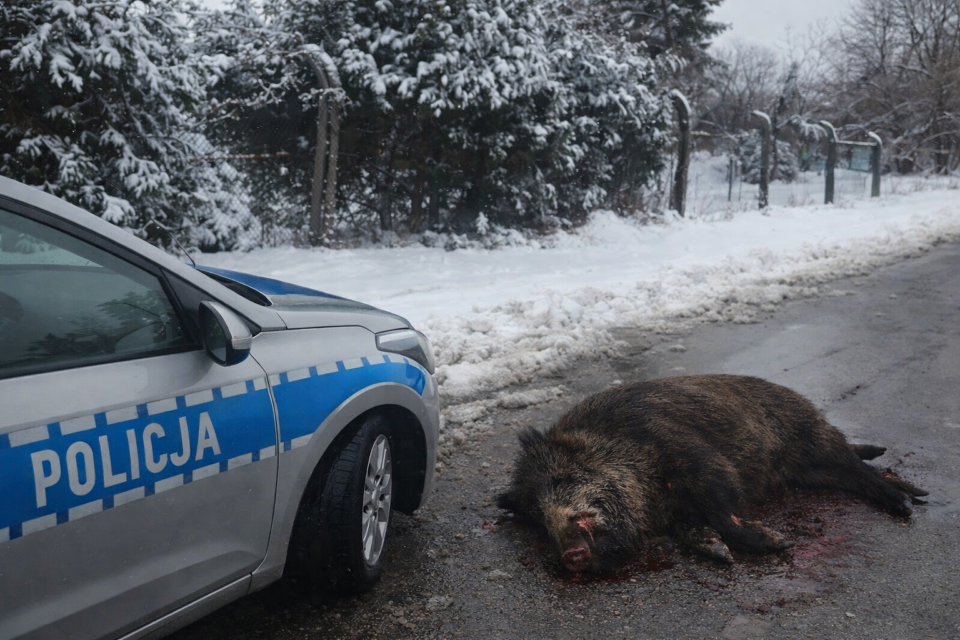 Zabrzańscy policjanci prowadzą śledztwo w sprawie zdarzenia na Drodze Krajowej nr 88 w Zabrzu, do którego doszło 17 grudnia. Na wysokości trzeciego kilometra trasy w kierunku Gliwic nieustalony pojazd potrącił dzika, po czym kierowca oddalił się z miejsca zdarzenia, nie informując odpowiednich służb.