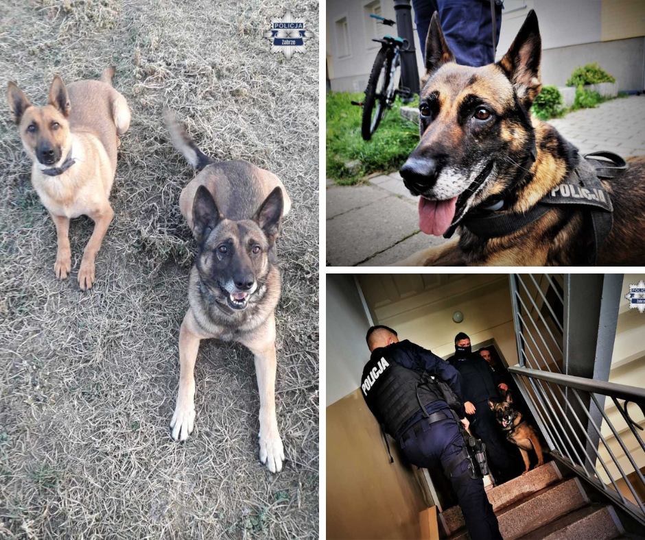 Po ponad dekadzie wspierania zabrzańskich funkcjonariuszy na służbę emerytalną odchodzi Bary – 12-letni owczarek niemiecki, który przez lata był jednym z najważniejszych psów policyjnych w lokalnym garnizonie. Natura wyposażyła psy w wyjątkowe zdolności – doskonały węch, wyostrzony słuch, spostrzegawczość oraz silne instynkty. Dzięki temu od lat stanowią nieocenione wsparcie dla policji. Bary jest jednym z najlepszych przykładów na to, jak ogromną rolę odgrywają czworonożni funkcjonariusze.