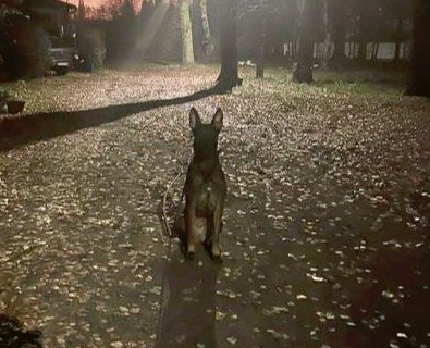 Zabrzańscy wolontariusze i pracownicy Schroniska dla Bezdomnych Zwierząt „Psitul mnie” po raz kolejny udowadniają, że empatia nie zna granic administracyjnych. W obliczu kryzysowej sytuacji w sąsiednim Bytomiu, zabrzańska placówka zdecydowała się na natychmiastowe wsparcie i przejęcie części podopiecznych tamtejszego ośrodka.