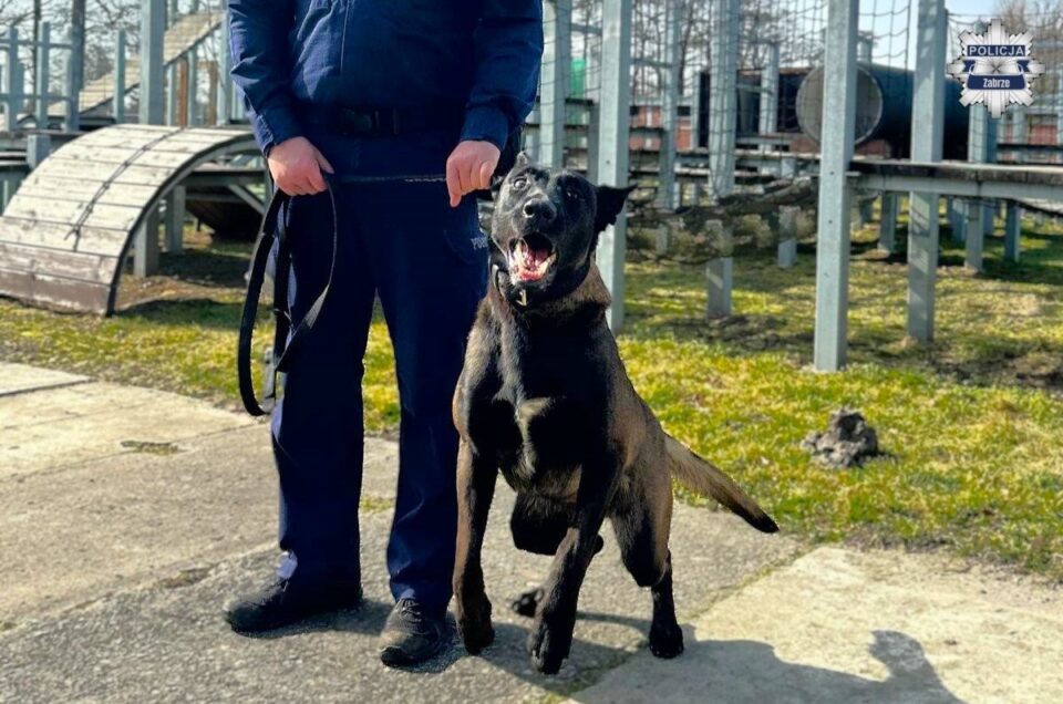 W zabrzańskiej policji pojawił się nowy funkcjonariusz. To Zbój – roczny owczarek belgijski, który już wkrótce będzie wspierał mundurowych w codziennej służbie. Czworonożny policjant razem ze swoim przewodnikiem, starszym aspirantem Michałem Poliwką, przechodzi obecnie specjalistyczne szkolenie przygotowujące go do pracy w terenie.