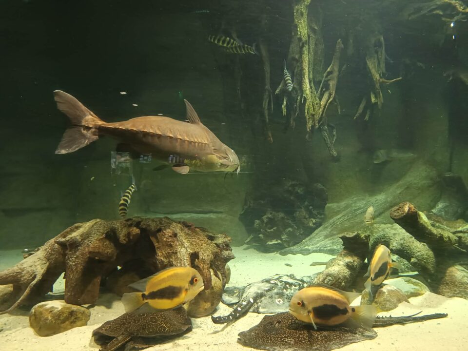 Zabrze wzbogaci się o unikalną atrakcję turystyczną na skalę regionu. Obok popularnego basenu Aquarius Kopernik powstanie nowoczesny kompleks akwarystyczny – Aquarius 2.0. Inwestycja wartą kilkanaście milionów złotych ma przyciągnąć do miasta fanów egzotycznej przyrody z całej Polski.