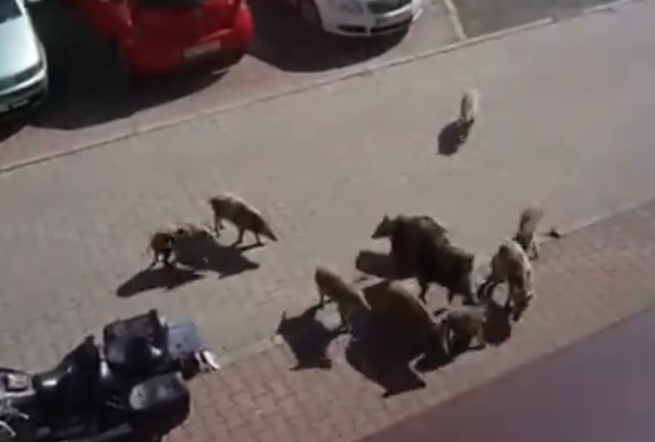 W pobliżu zabrzańskich parków, placów zabaw oraz osiedli mieszkaniowych coraz częściej można natknąć się na dziki. Zwierzęta te regularnie zapuszczają się w głąb terenów zurbanizowanych w poszukiwaniu łatwego pożywienia. Zabrzańscy urzędnicy apelują do mieszkańców o szczególną ostrożność i przypominają o kluczowych zasadach bezpieczeństwa.