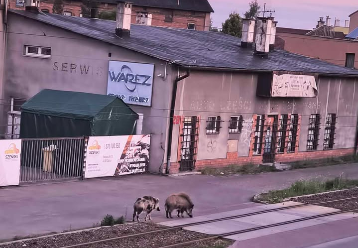 Nasz ostatni artykuł ostrzegający przed dzikami na zabrzańskich osiedlach wywołał lawinę komentarzy i zgłoszeń. Po publikacji apelu władz miasta na naszą redakcyjną skrzynkę mailową oraz profil w mediach społecznościowych zaczęły masowo spływać zdjęcia i materiały wideo od zaniepokojonych mieszkańców. Dziki grasują już niemal w całym Zabrzu, a minionej nocy na Zaborzu Południe omal nie doszło do wypadku.